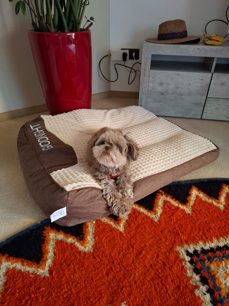 Hund auf seinem Hundebett in der Ferienwohnung