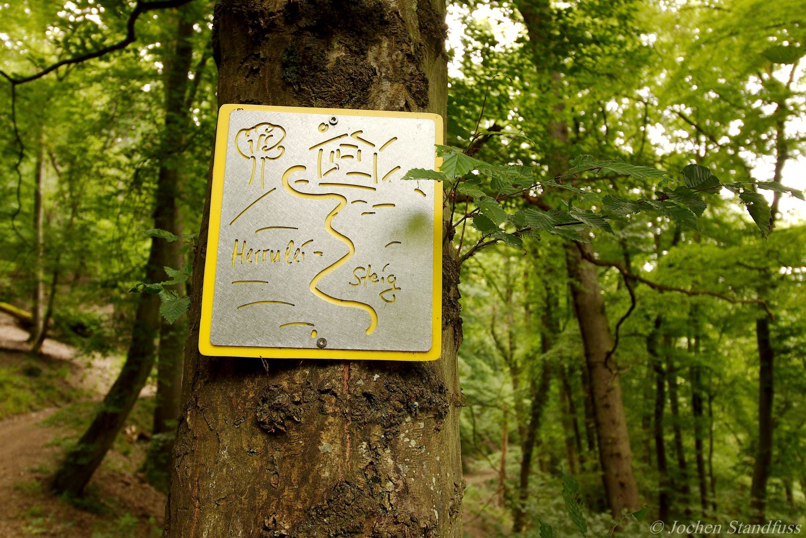 Silbernes Wegschild mit gelbem Rahmen an einer Buche, Beginn des Herrnlei-Steigs in Dausenau
